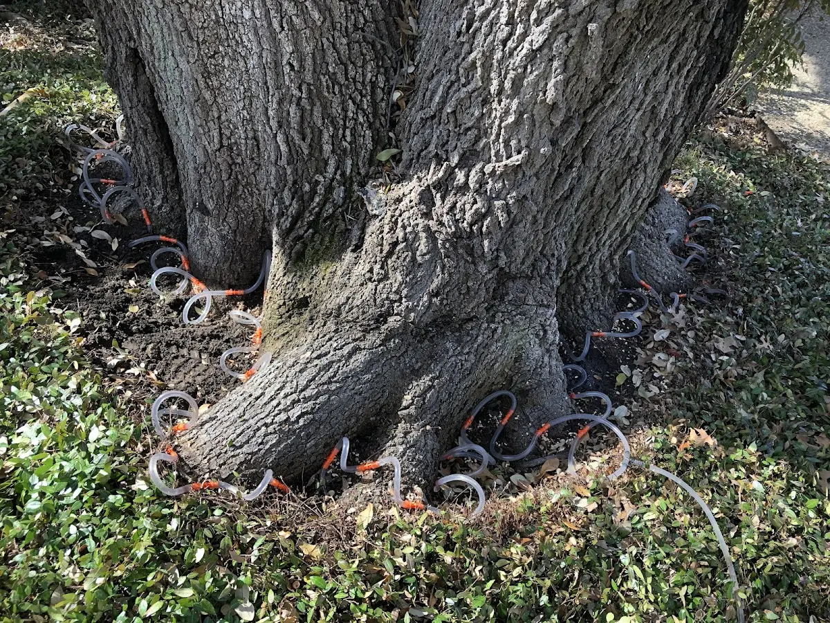 Detailed Tree Cabling and Bracing job site in Mount Jewett