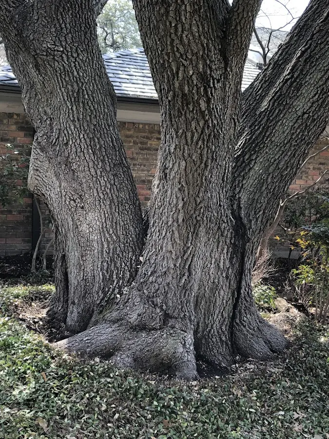 Mature heritage tree close to a Mount Jewett property cared for by certified arborists